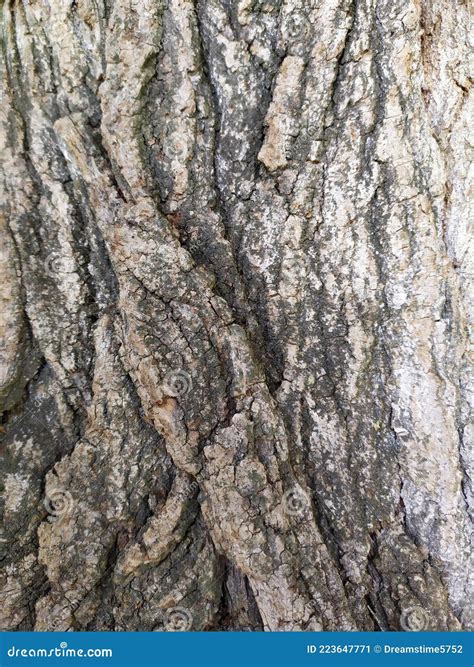 Tree Bark With Fine Natural Structures And Patina Of Rough Tree Bark As