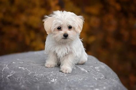 Dog White Maltese Puppy Young Animal Pet Animal Sweet Cute Pikist