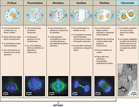 Principales Diferencias Entre La División Celular Por Mitosis Y Meiosis