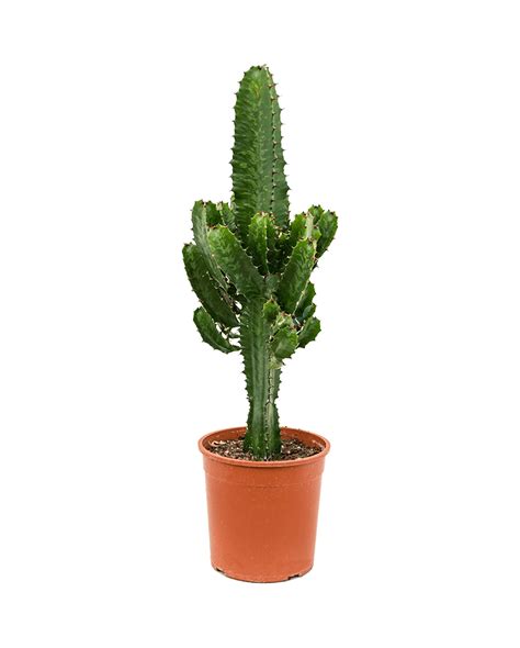 Cactus Euphorbia Acruensis 70 Cm