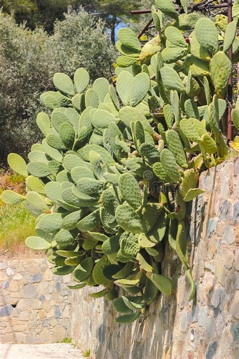 Plants are incredible when it comes to protection. Succulent Cactus Closeup On Blue Sky. Green Plant Cactus ...