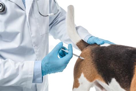 Cropped Image Of Veterinarian Doing Injection By Syringe To Dog Stock