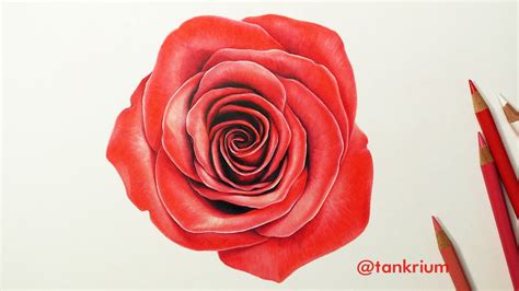 These lines will create some of the petals of the rose. DRAWING A ROSE (How To Draw A Realistic Rose) Time Lapse ...