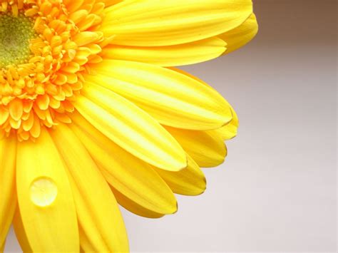 Free Download Flowers Wallpapers Yellow Flowers Wallpapers 1280x1024