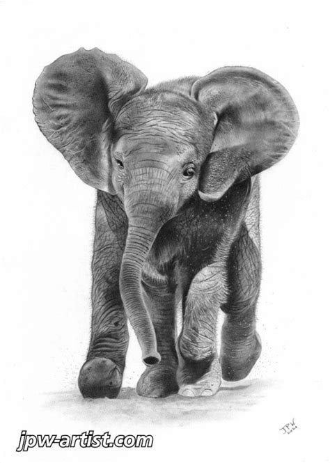 Pencil Drawings Of Baby Elephants