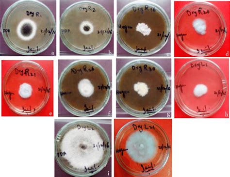 Fig S1 Colonies Of Endophytic Fungi Grown On Hagam Minimal Medium And