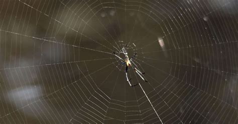 Spider Webs Lure Prey Using Electrostatic Attraction Study Says Video