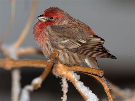 Northern Virginia Wild Birds Unique Rare Bird