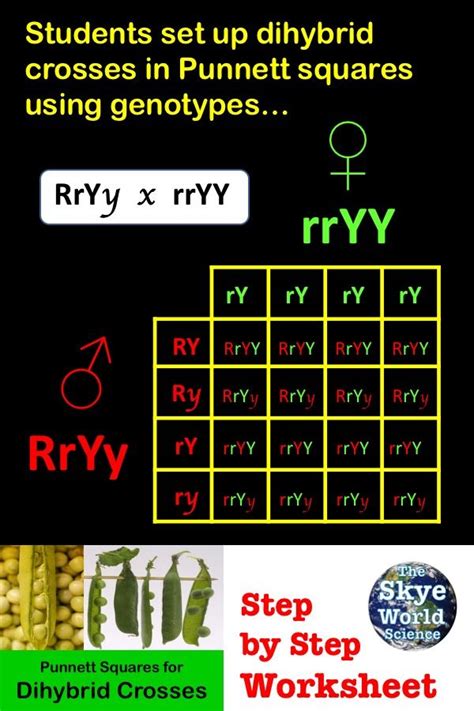 It is named after reginald c. Punnett Squares for Dihybrid Crosses Worksheet (With images) | Punnett squares, Dihybrid cross ...