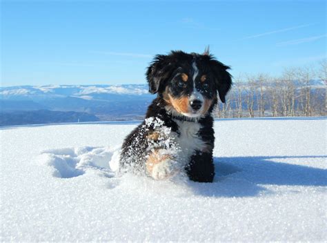 Bernese Mountain Dog Wallpapers Wallpaper Cave