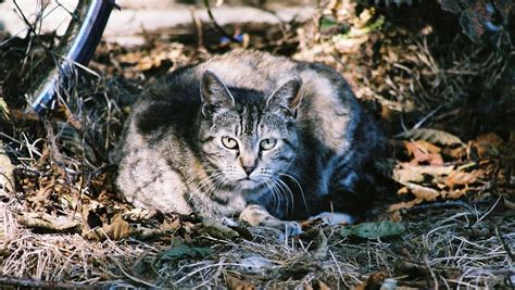 Australia Culling Millions Of Feral Cats To Save Native Wildlife