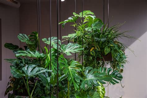 Hängende Gärten im Hotel Pflanzen Forum de