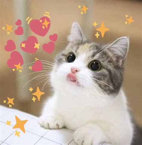 Download Wholesome Cat Meme Hearts Png And  Base