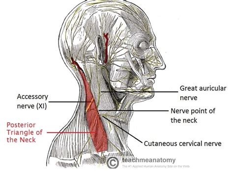 Neck Nerves Anatomy