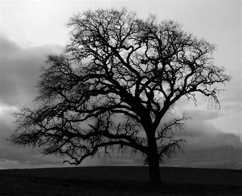 Tree Silhouette By Joshua Benk Oak Tree Silhouette Oak