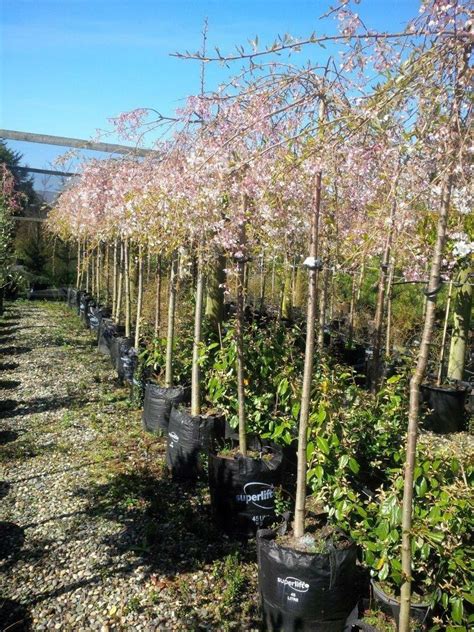 Prunus Falling Snow Weeping Cherry Easy Big Trees Nz