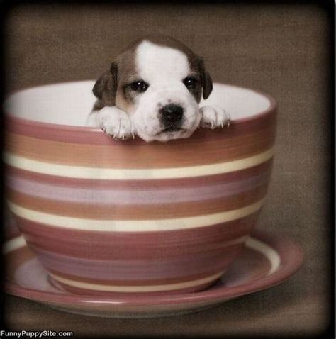 We did not find results for: 1000+ images about Pups in cups! on Pinterest