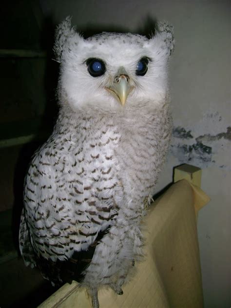 gambar jual burung hantu javan owlet hewan indonesia beli