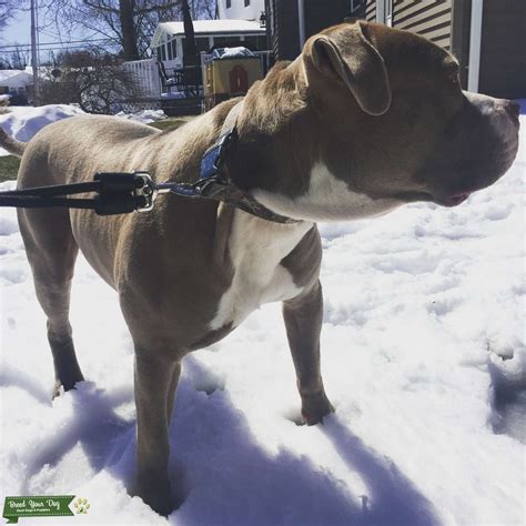 American Pitbull Terrier Stud Stud Dog In Pennsylvania United