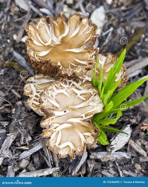 Fungi In Mulch Royalty Free Stock Photo Image 15246095