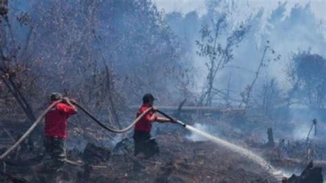 Foto Selain Kalimantan Dan Sumatera Papua Juga Berpotensi Kebakaran Hutan