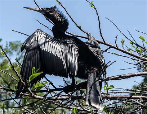 From new latin anhinga or portuguese anhingá, from old tupi ajíŋa, áyinga, or ayingá. Male Anhinga Photograph by Edelberto Cabrera