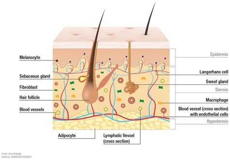 Structural Details Of Human Skin The Skin Is Composed Of Three Download Scientific Diagram
