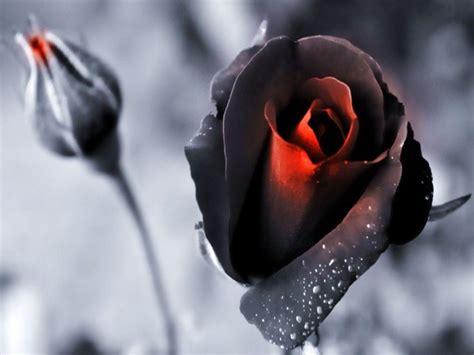 Black Rose Wallpapers Wallpaper Cave