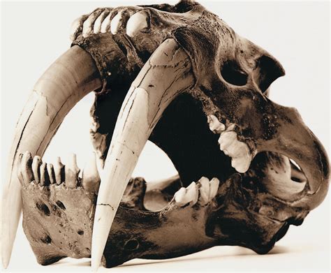 Click on these categories to explore our current inventory of animal skulls, jaws and bones. Animal Skulls - Graphis