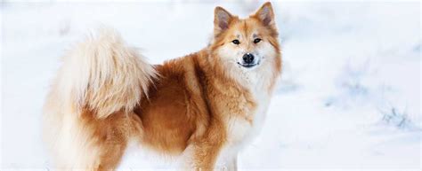 Icelandic Sheepdog Dog Breed History And Some Interesting Facts