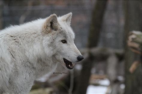 White Wolf Mouth Open Photograph By Laurie Braman Fine Art America