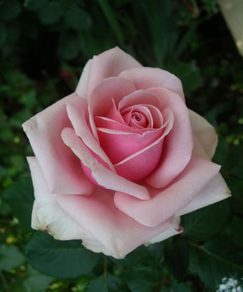 Tuyển Chọn 500 Bộ Hình ảnh Những Bông Hoa Hồng đẹp Mới Nhất Wikipedia