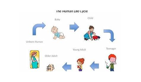 human life cycle 3rd grade