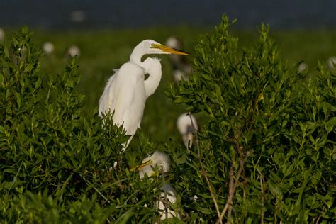 Midseason Coastal Nesting Update Audubon North Carolina