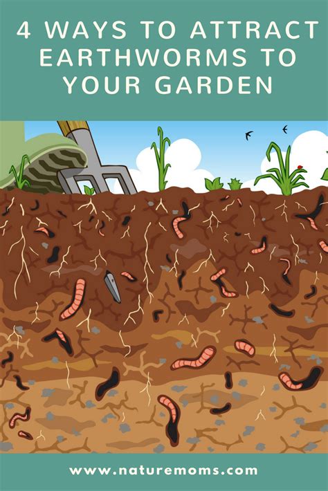 4 Ways To Attract Earthworms To Your Garden