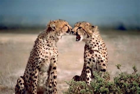 Free Picture Two Cheetahs African Animals Acinonyx Jubatus Facing