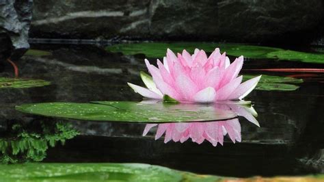 Water Lily Flower Meaning Laurice English
