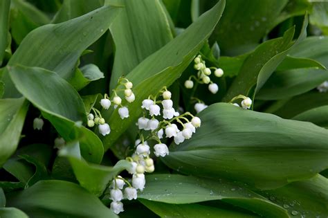 Hyacinths are a perennial, bulbous spring flower from the genus hyacinthus in the asparagaceae or a white hyacinth, and a purple grape hyacinth or muscari. Five Bulbs for April Flowers - gardenersworld.com