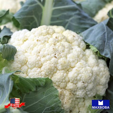 Cauliflower Self Blanche 1000 Fresh Seeds Vegetable Heirloom Etsy