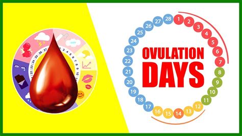 Ovulation Days After Period Ovulation Symptoms And When Do Women