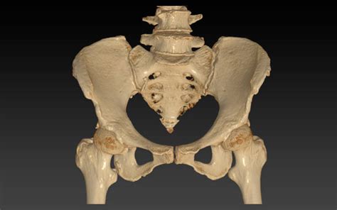 Sacroiliac Joints Illustrations Stock Photos Pictures And Royalty Free