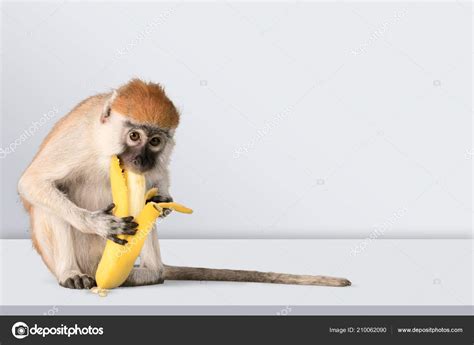 Cute Monkey Banana Light Background Stock Photo By ©billiondigital