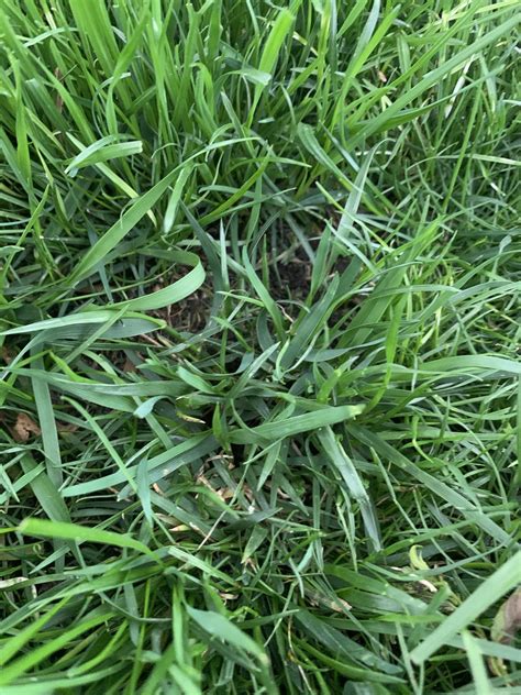 Is This Quackgrass Or Tall Fescue Lawncare