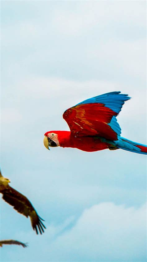 1080x1920 1080x1920 Parrot Birds Flying Hd For Iphone 6 7 8