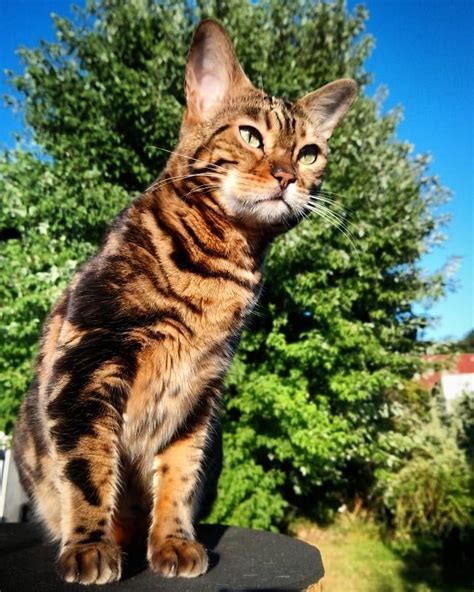 15 Brilliant Facts You Didnt Know About Bengal Cats Bengal Cat