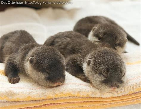 Baby Otters Playing
