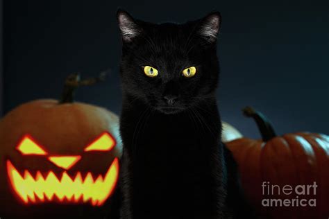 Portrait Of Black Cat With Pumpkin On Halloween Photograph By Sergey