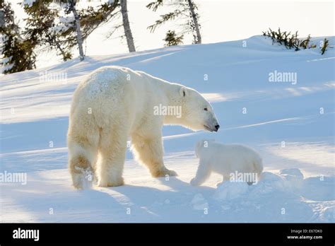 Polar Bear Ursus Maritimus Mother With Cub Coming Out Freshly Opened