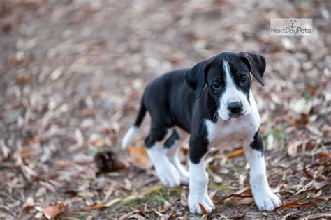 Looking for a great dane puppy for sale near me? Danahi: Great Dane puppy for sale near Atlanta, Georgia ...