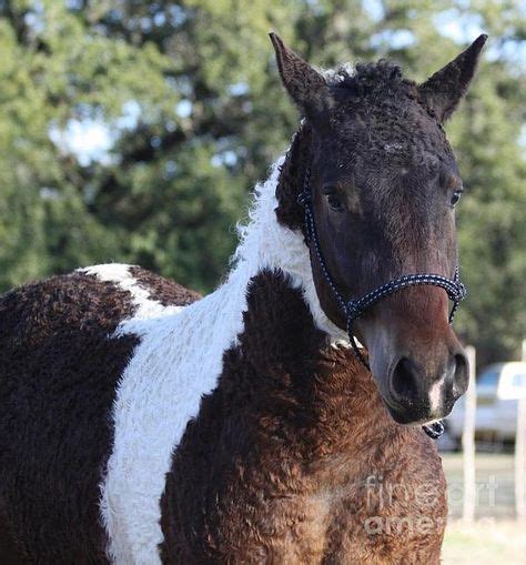 21 American Bashkir Curlys Ideas Curly Horse Horse Breeds Horses